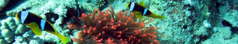 Fun Dive